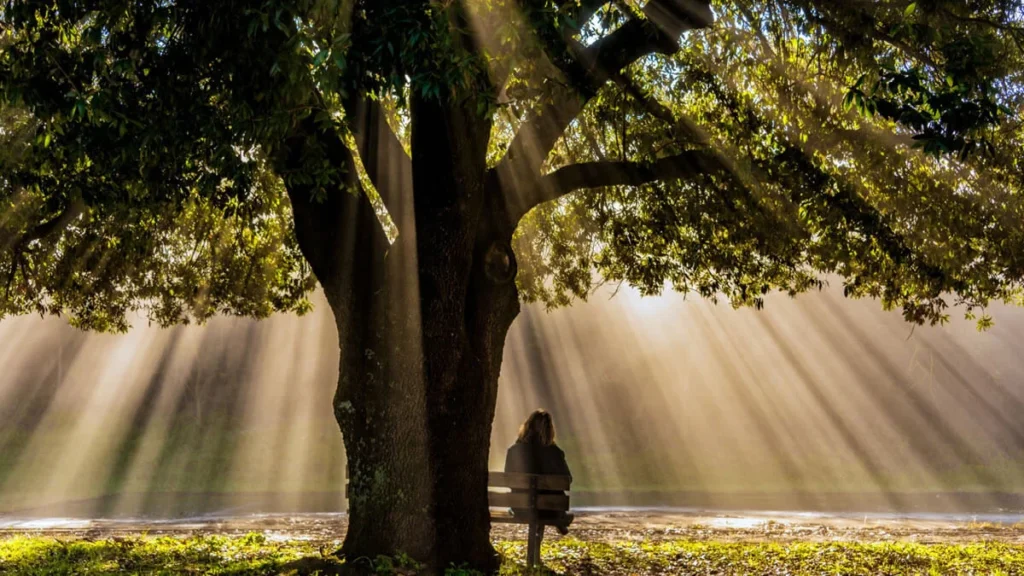 Persona sentada sola en un banco bajo un frondoso árbol, iluminada por intensos rayos de sol que atraviesan las ramas, creando una atmósfera de paz y contemplación.
